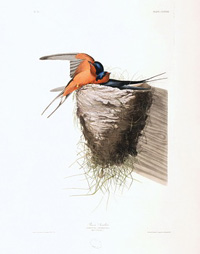 Barn Swallow 